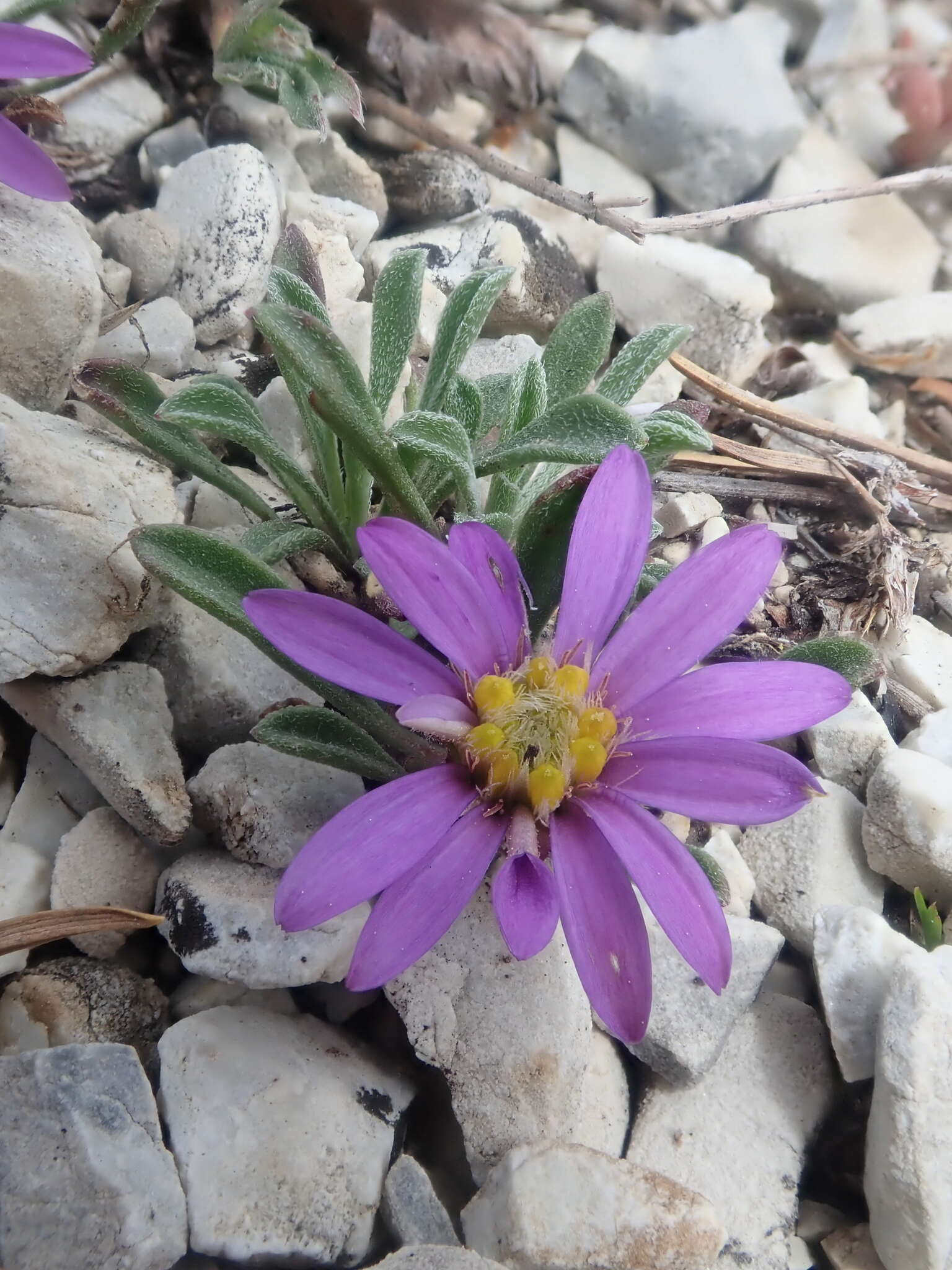 Image of Wyoming Townsend daisy