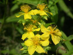 Image of Round-Seed St. John's-Wort