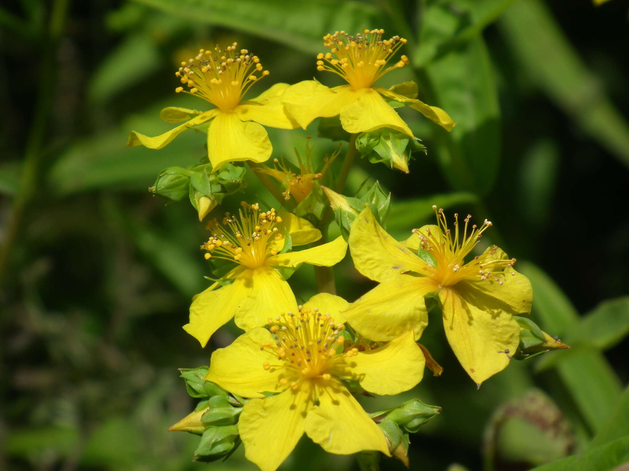 Image of Round-Seed St. John's-Wort