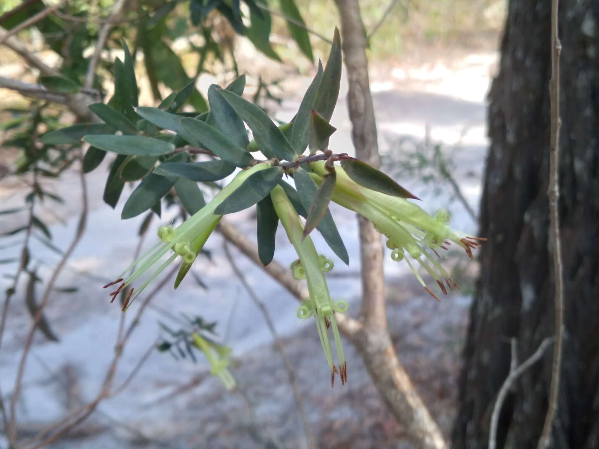 Image of Styphelia viridis subsp. viridis