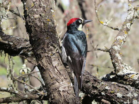 Image of Acorn Woodpecker