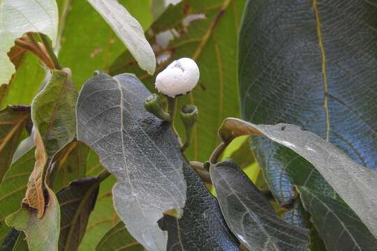 صورة Nectandra reticulata (Ruiz & Pav.) Mez