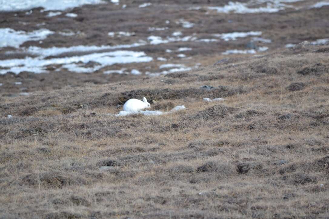 Image of Arctic Hare