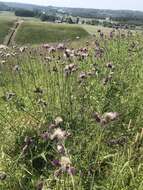 Image of Brook Thistle