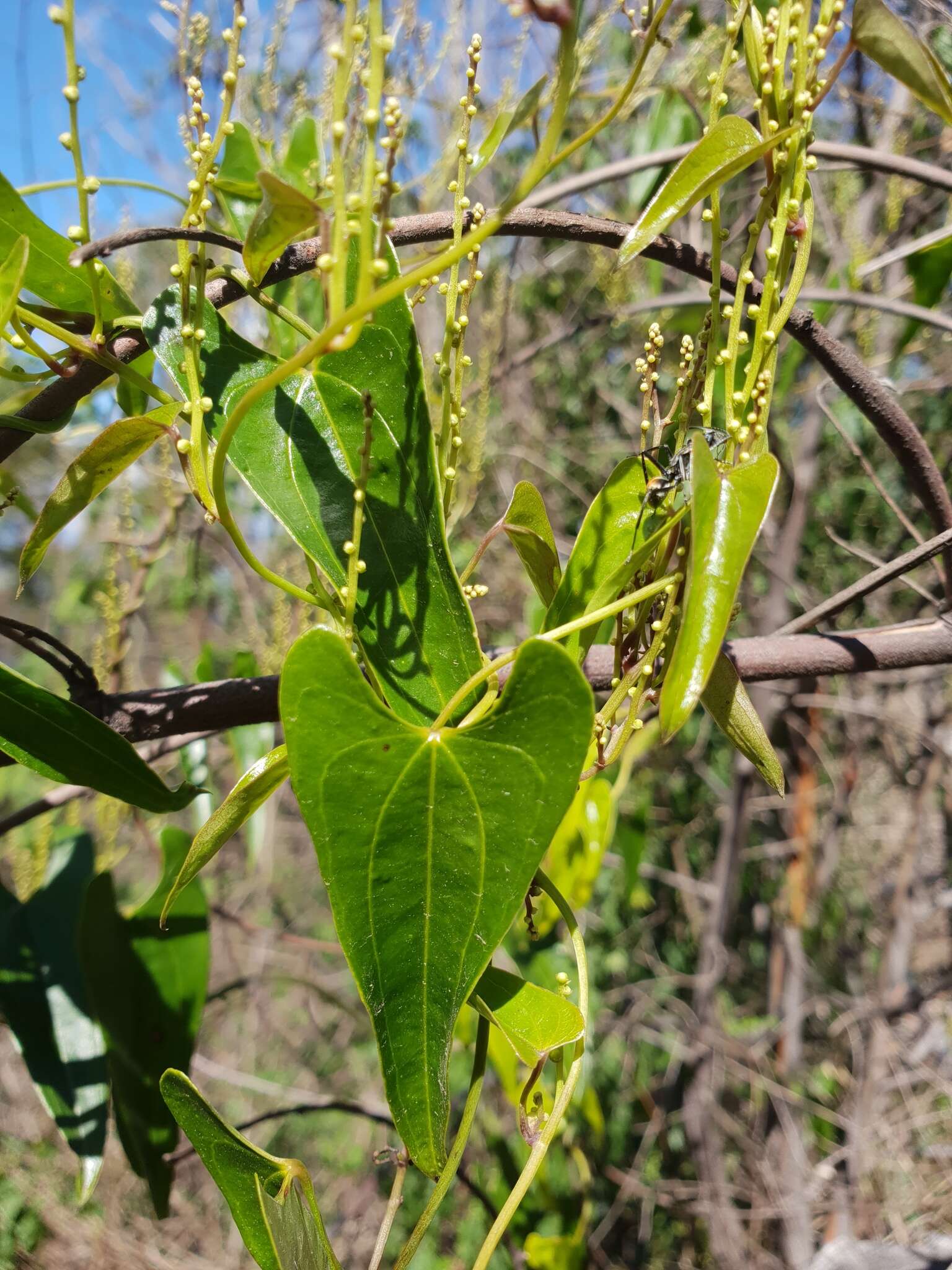 Dioscorea transversa R. Br. resmi