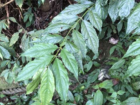 Image of Lasianthus micranthus Hook. fil.