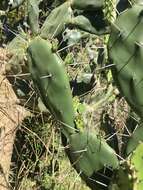 Opuntia rioplatense的圖片