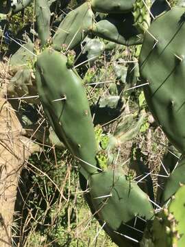 Opuntia rioplatense resmi