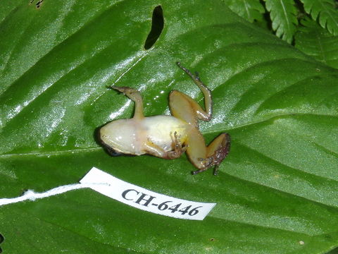 539.bsamp ch6446 colostethus spnov ventral 1248791958 jpg.580x360