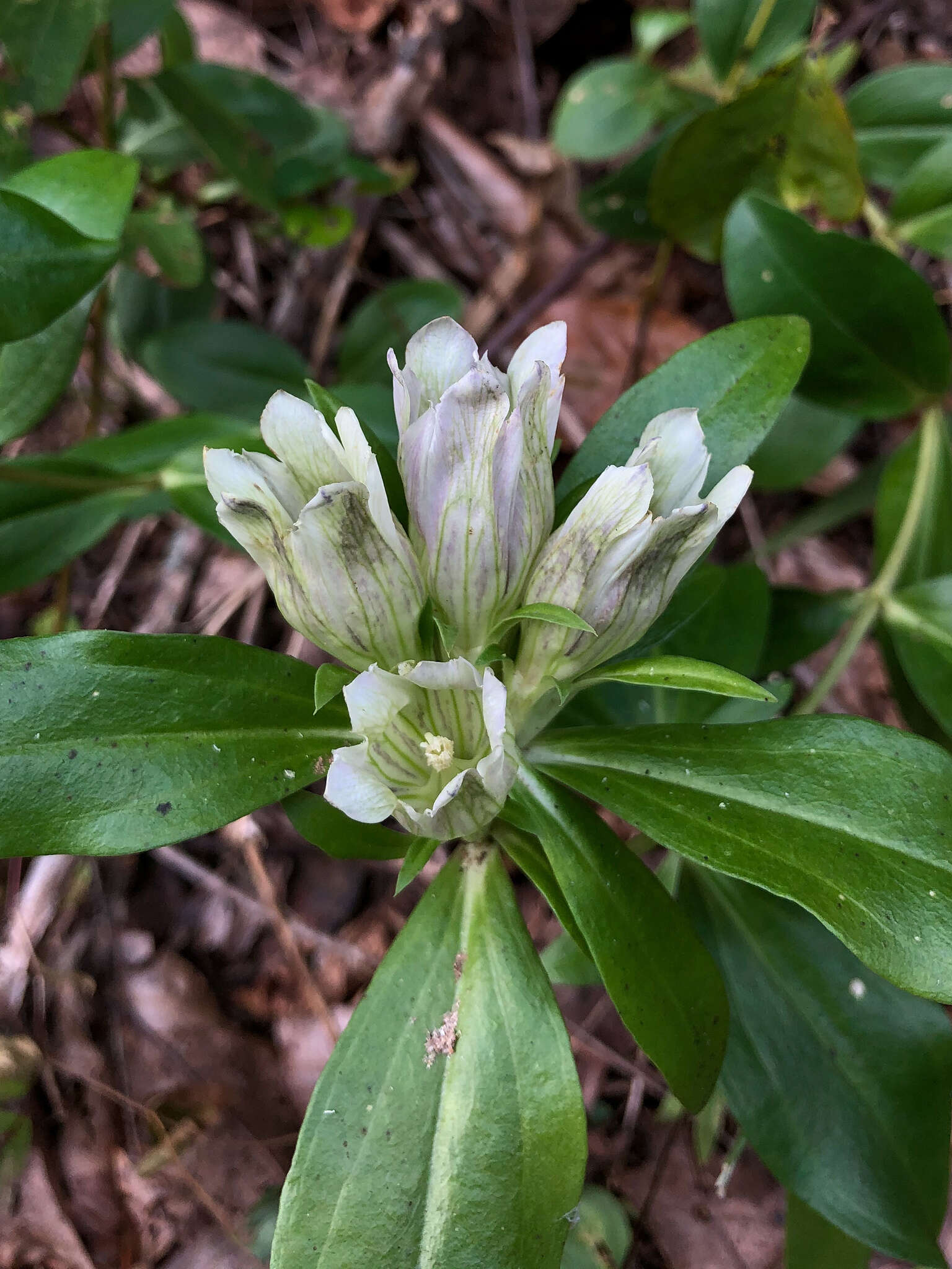 Image de Gentiana villosa L.