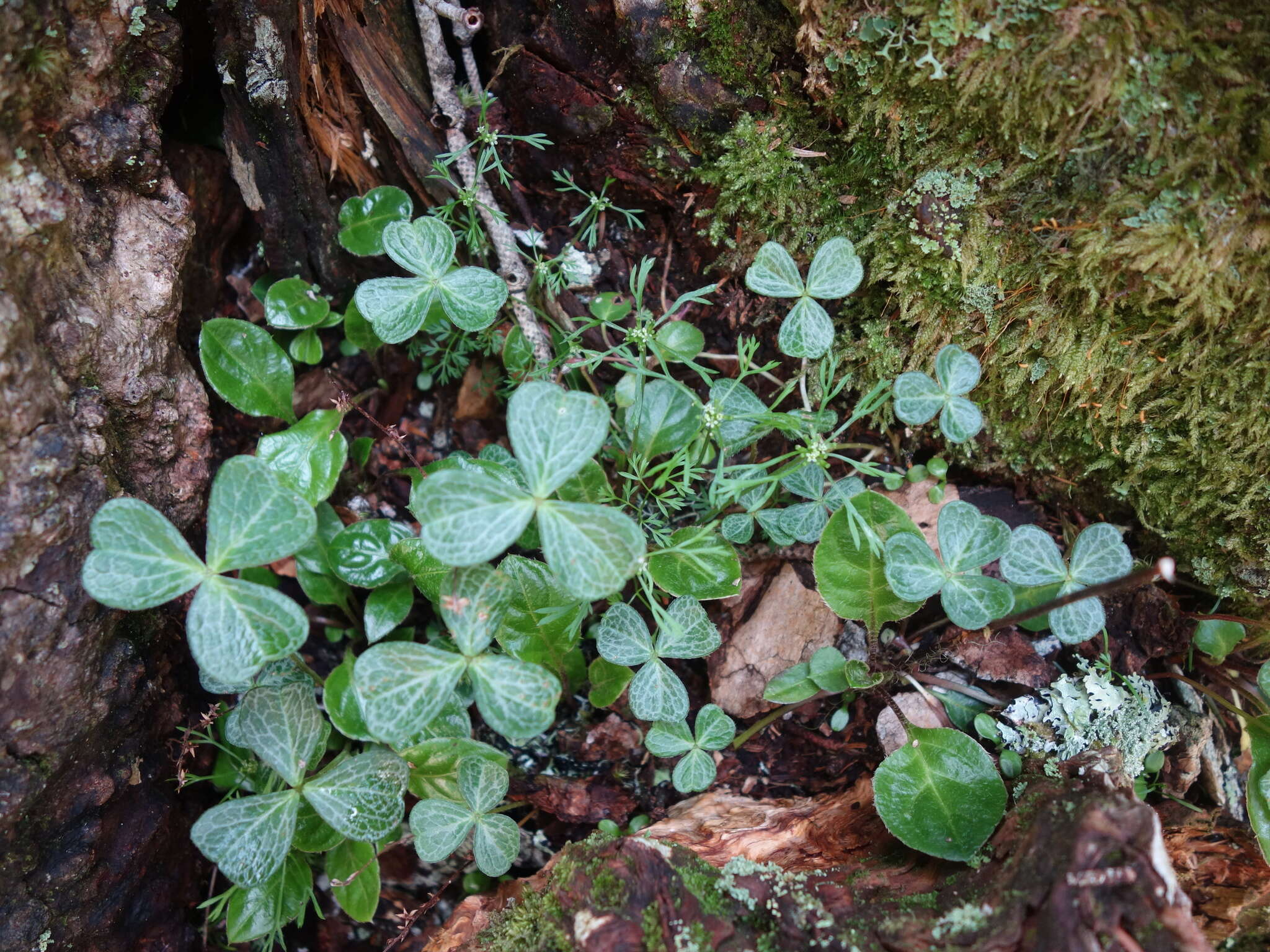Image of Oxalis griffithii subsp. taimonii