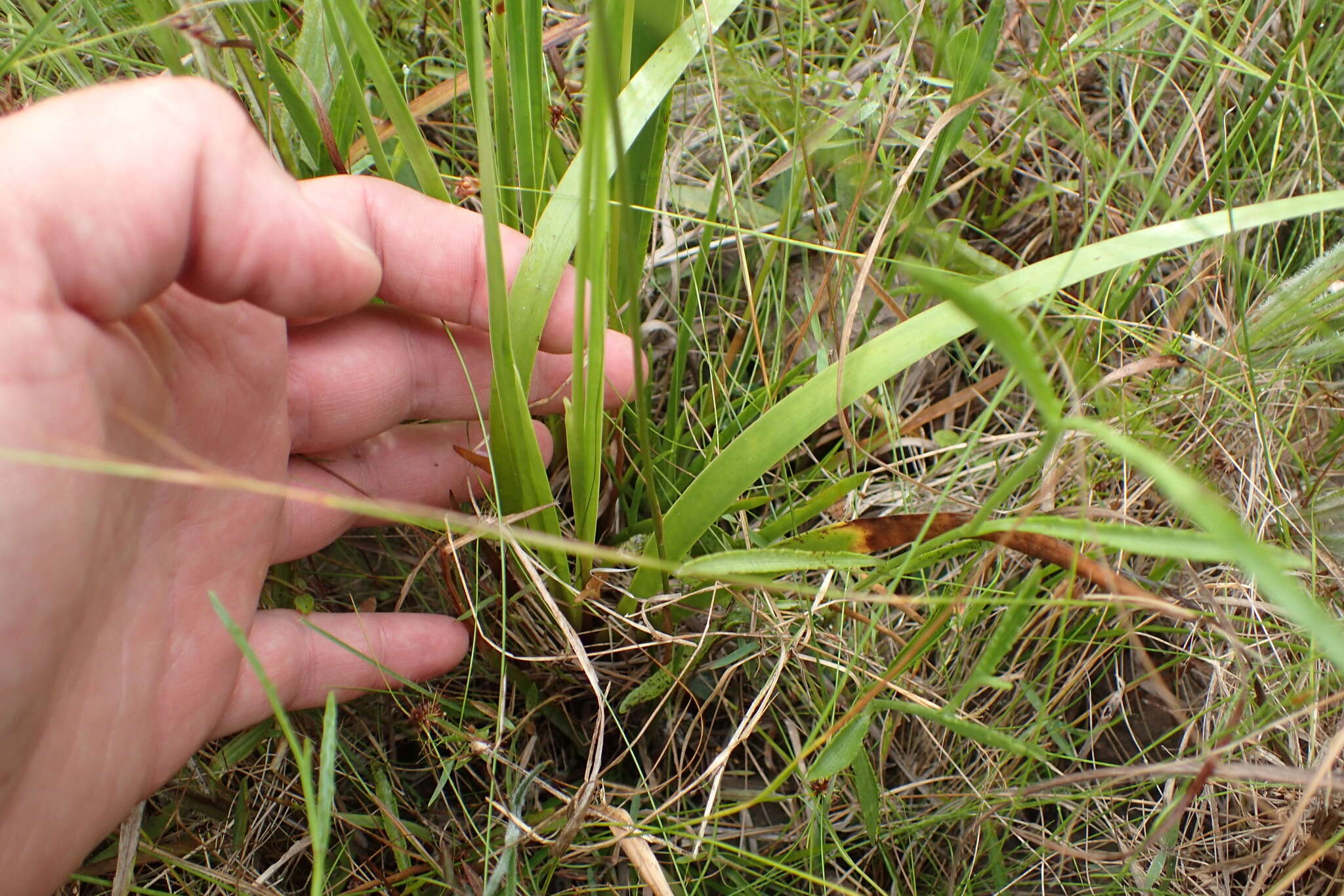 صورة Eriocaulon decangulare L.