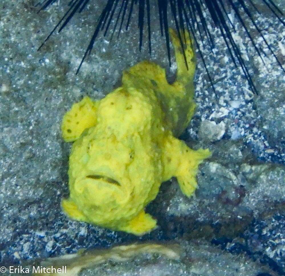 Image of Flagpole Frogfish