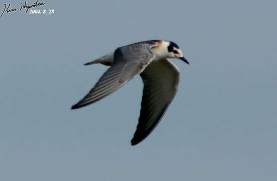 Image of White-winged Black Tern