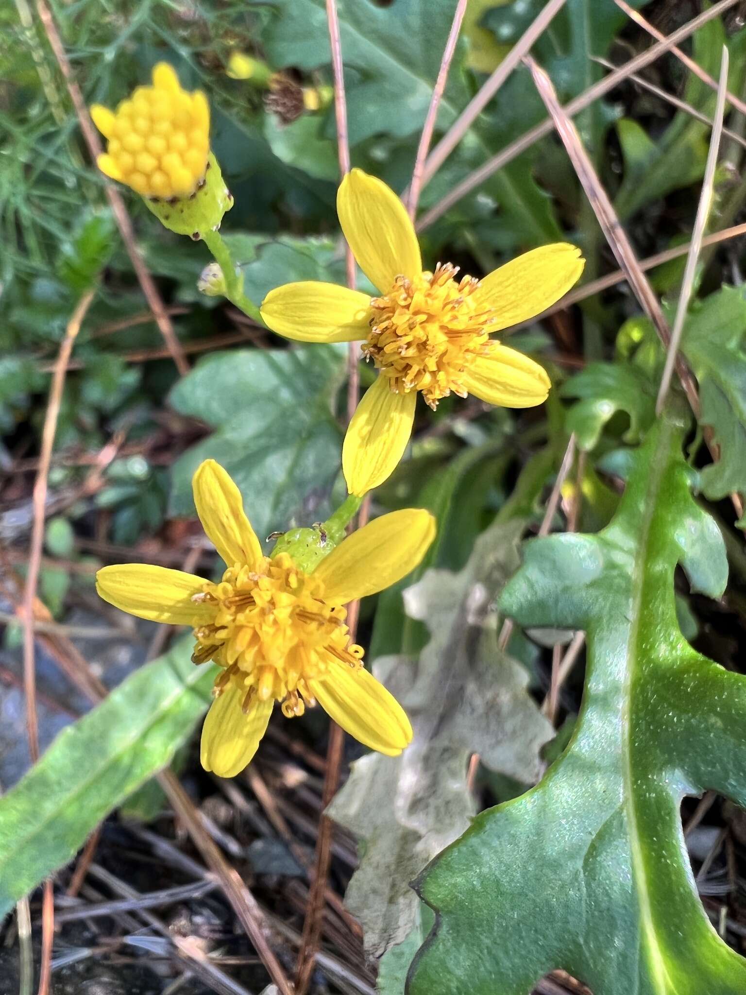 Image of Senecio morrisonensis Hayata