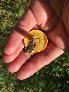 Image of Hortiboletus campestris (A. H. Sm. & Thiers) Biketova & Wasser 2015