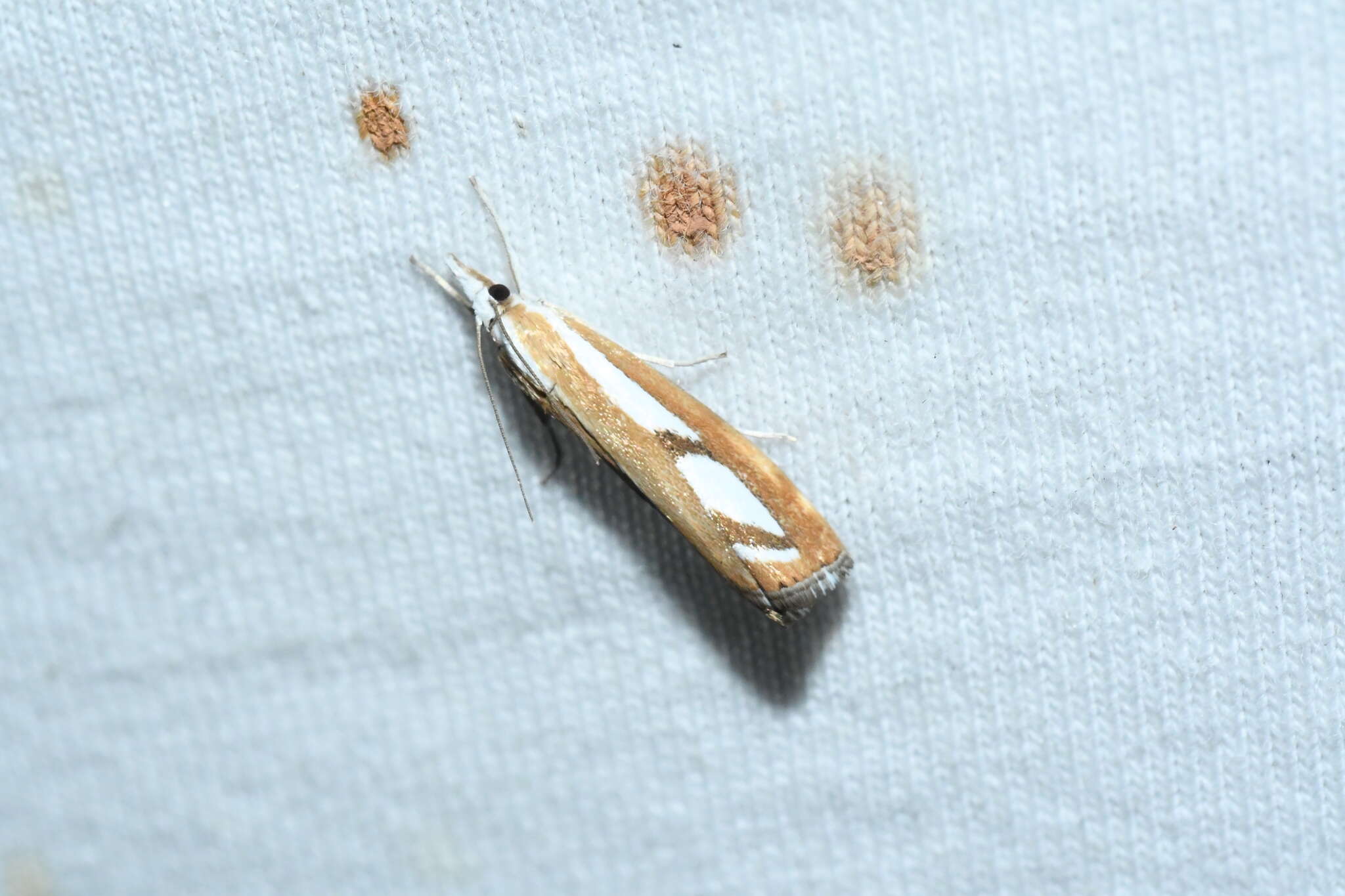 صورة Catoptria latiradiellus Walker 1863