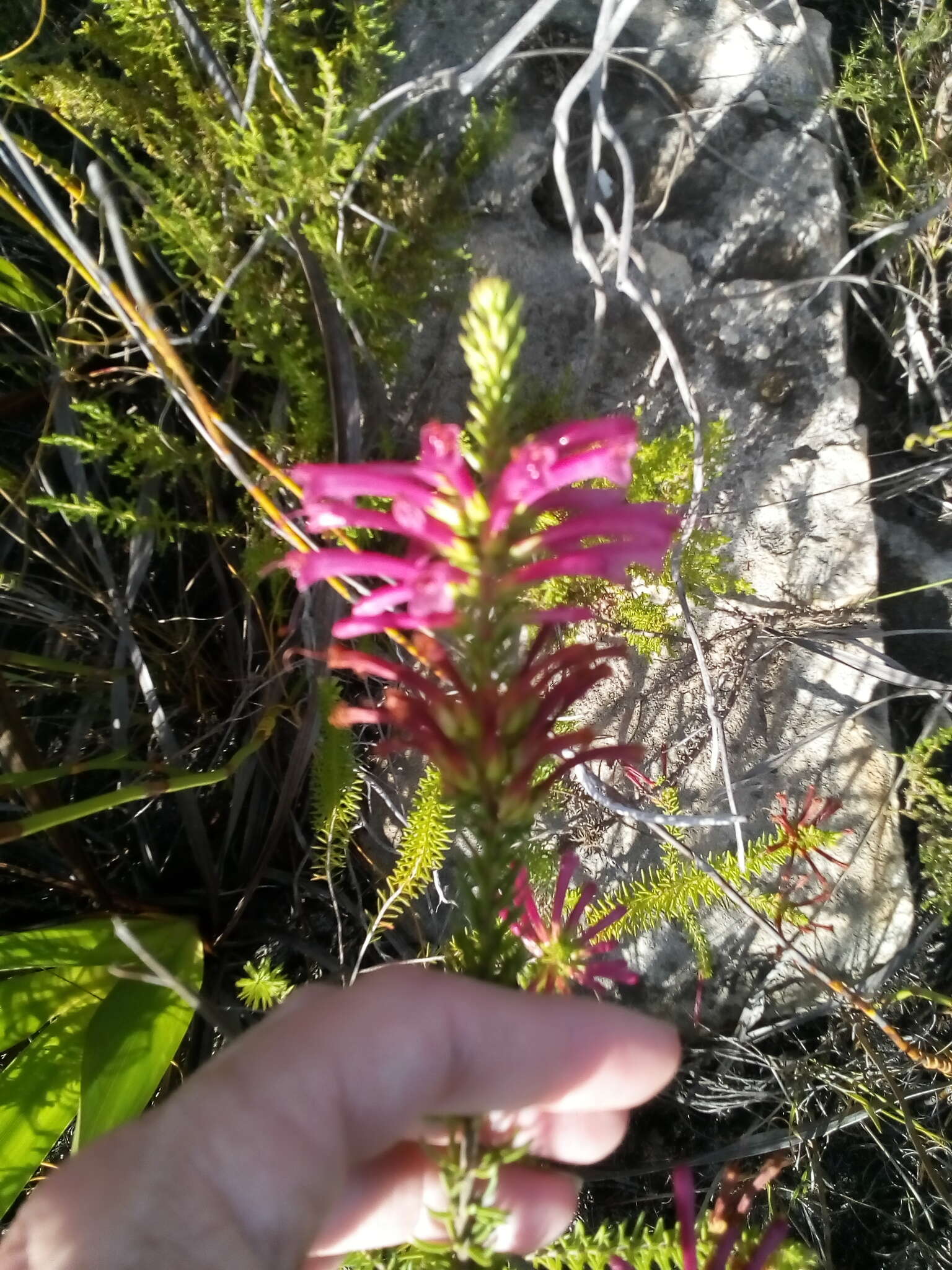 Image of Erica abietina subsp. atrorosea E. G. H. Oliv. & I. M. Oliv.