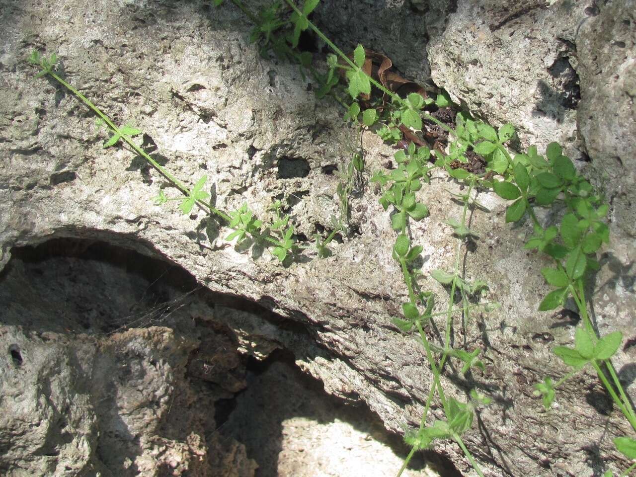 Plancia ëd Galium texense A. Gray