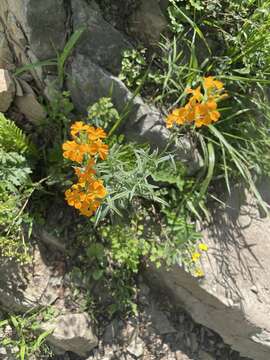 Image of Afghan erysimum