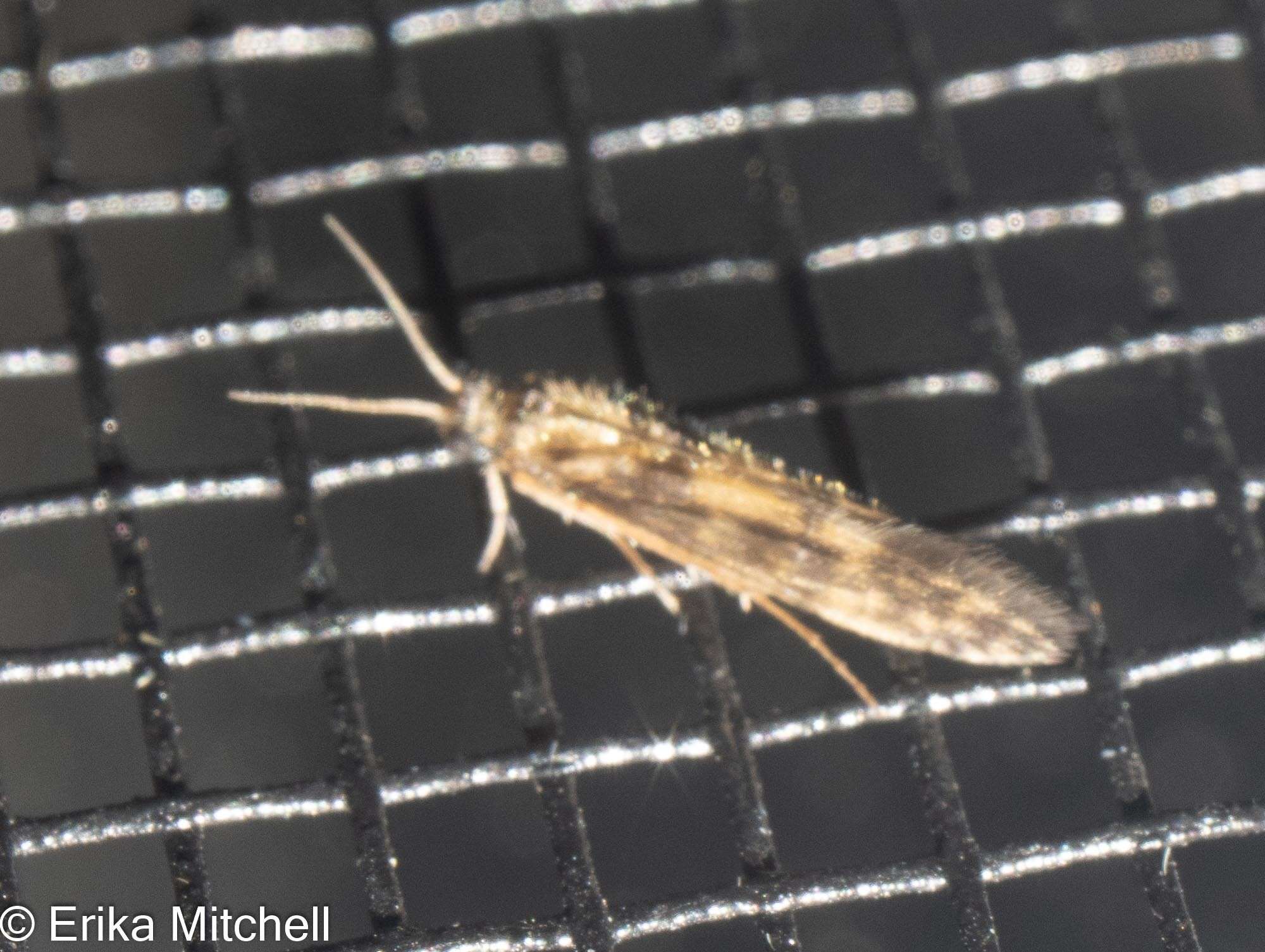 Image of Salt and Pepper Microcaddis