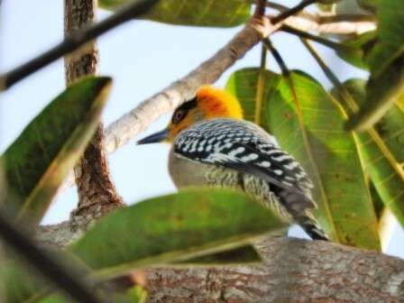 Image of Golden-cheeked Woodpecker