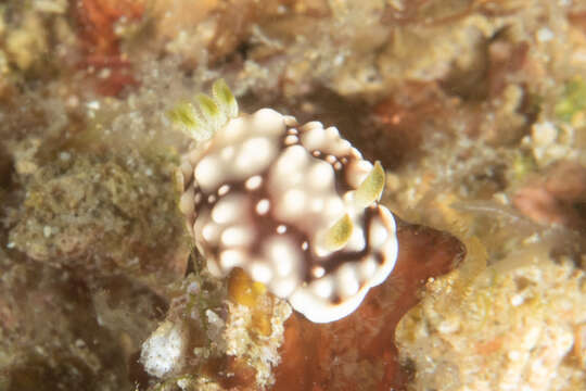 Image of Geometric brown headflapper slug