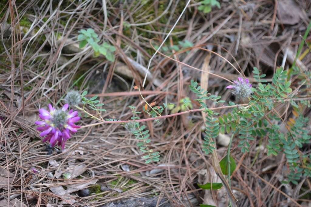 Image of Dalea tomentosa (Cav.) Willd.