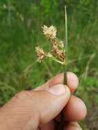 Image of Hardstem bulrush