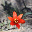 Image of Tulipa butkovii Botschantz.