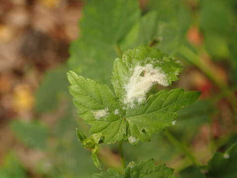 Imagem de Podosphaera macularis (Wallr.) U. Braun & S. Takam. 2000