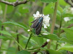 Image of Ctenucha cressonana Grote 1863