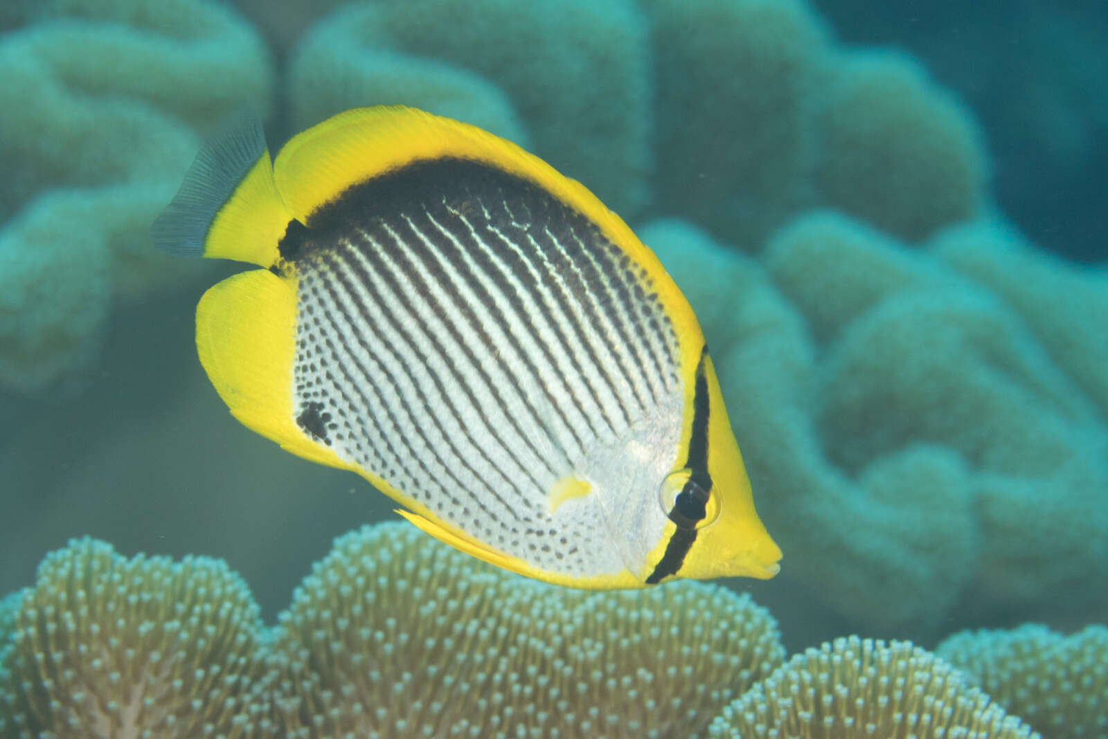 Image of Black-back Butterflyfish