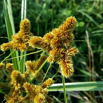 Image of Cyperus glomeratus L.