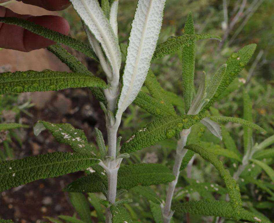 Image of Buddleja loricata Leeuwenberg