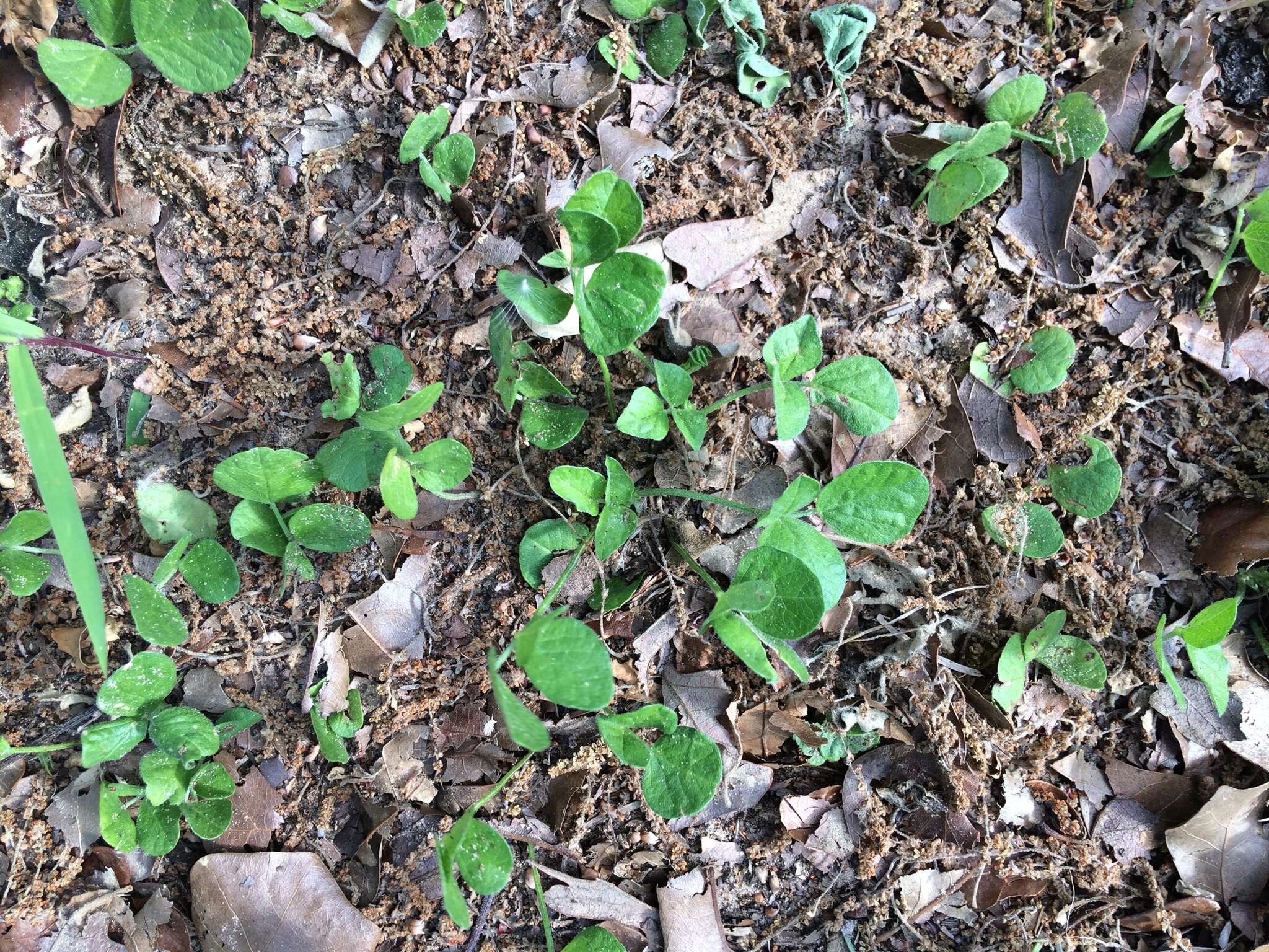 Psoralea rhombifolia Torr. & A. Gray的圖片