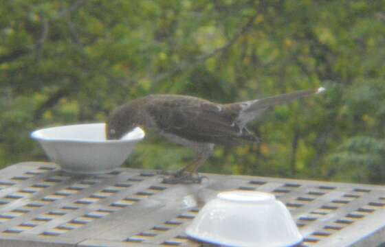 Image of Pearly-eyed Thrasher (Bonaire)