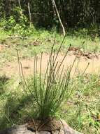 Image of Dagger-Leaf Spike-Rush