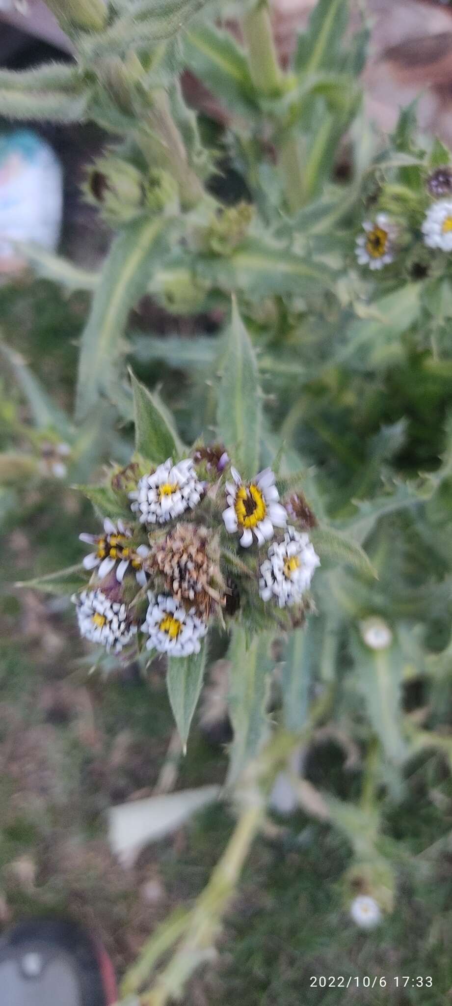 Image of Perezia multiflora subsp. multiflora