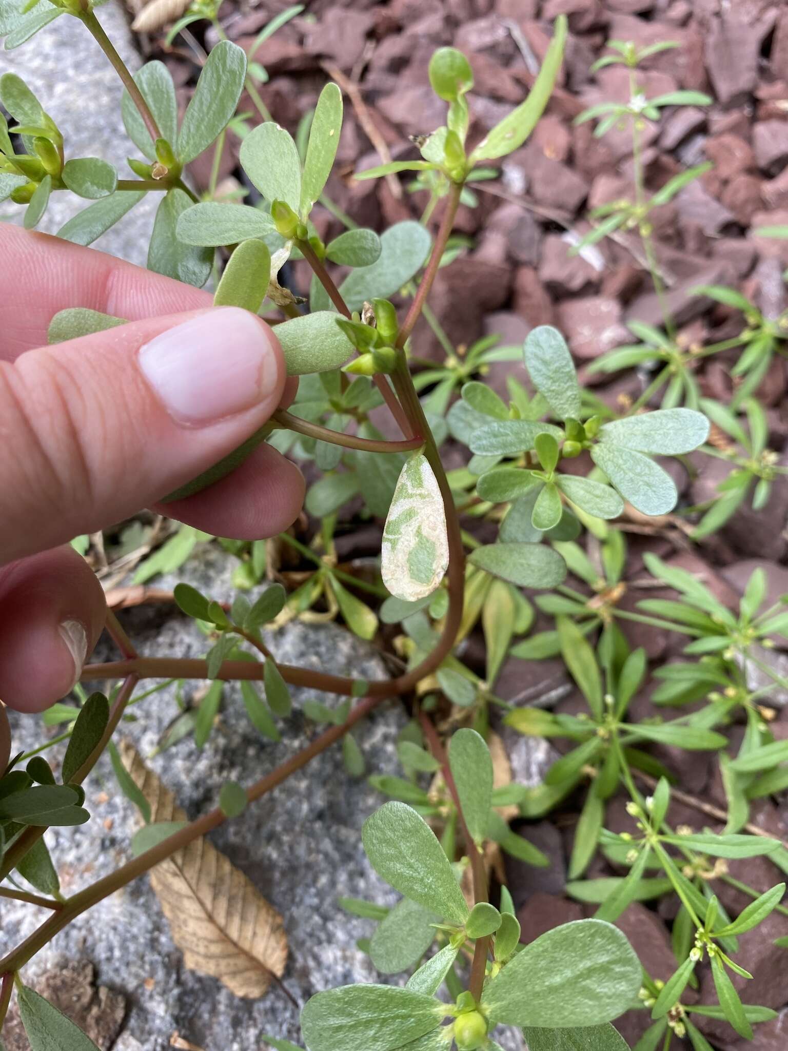 Pegomya rufescens (Stein 1898)的圖片