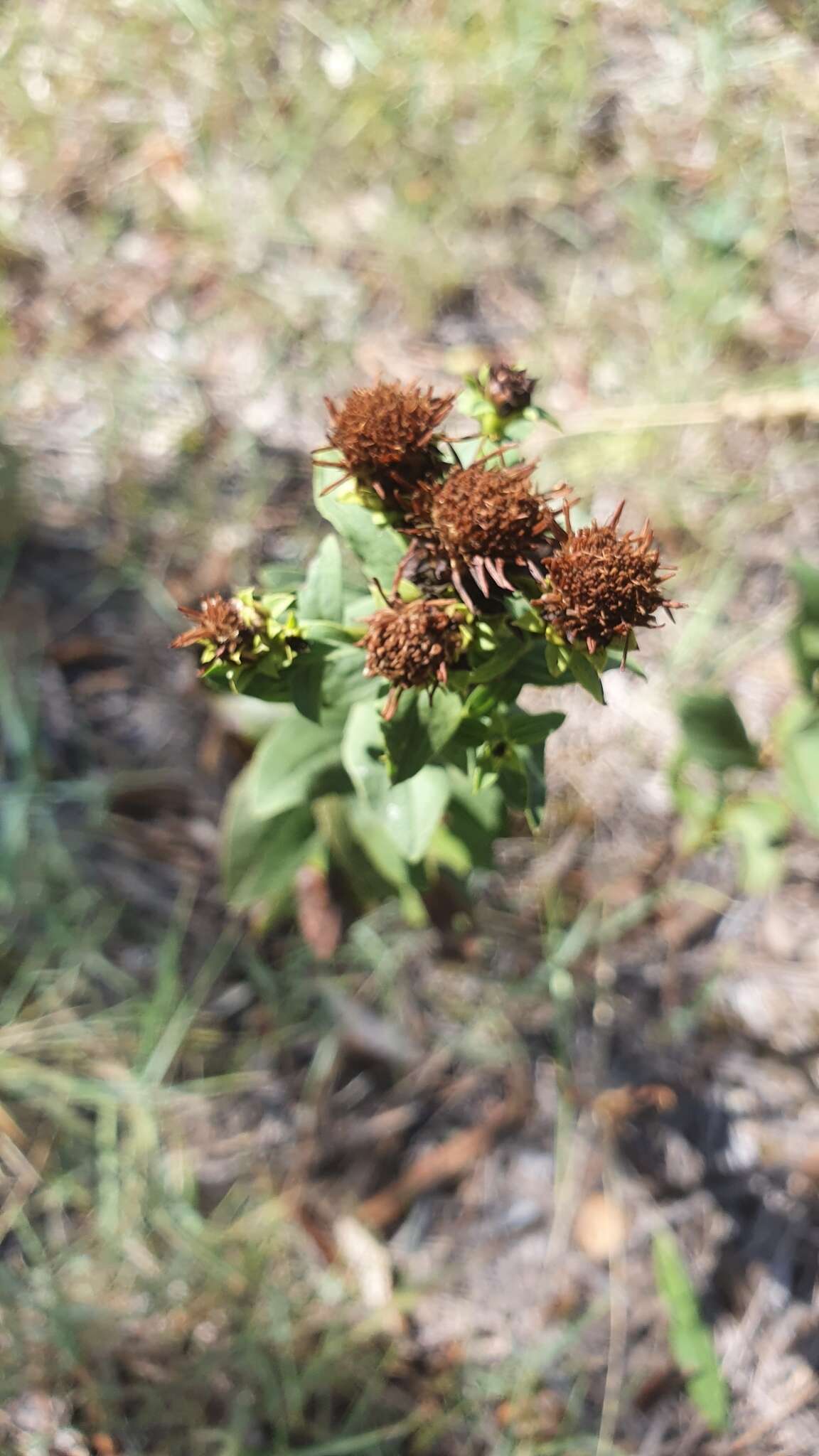 Imagem de Pentanema spiraeifolium (L.) D. Gut. Larr., Santos-Vicente, Anderb., E. Rico & M. M. Mart. Ort.