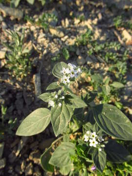 Imagem de Heliotropium ellipticum Ledeb.