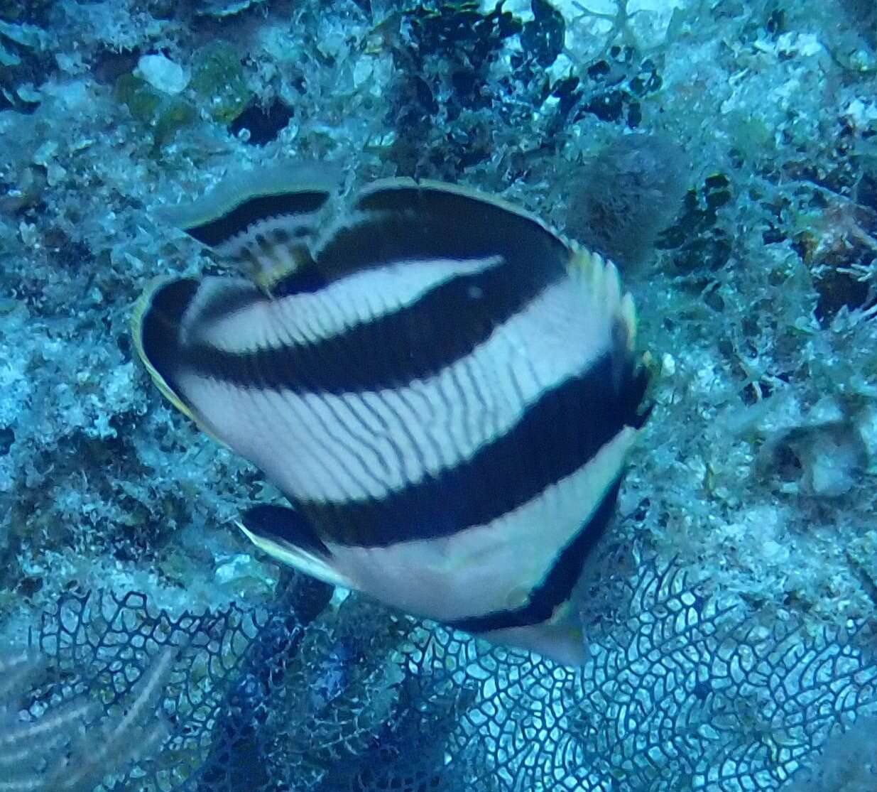 Image of Banded Butterflyfish