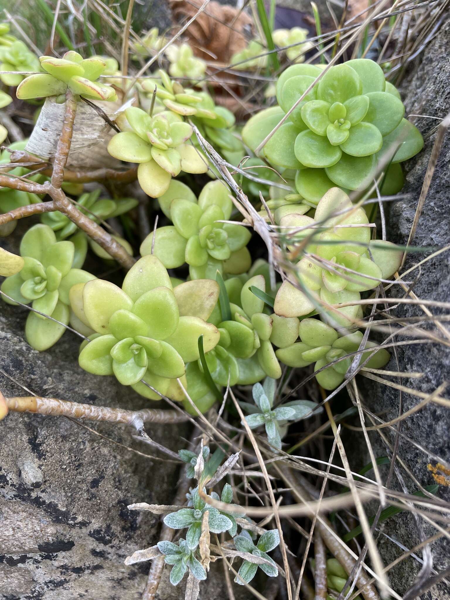 Sivun Sedum kimnachii V. V. Byalt kuva