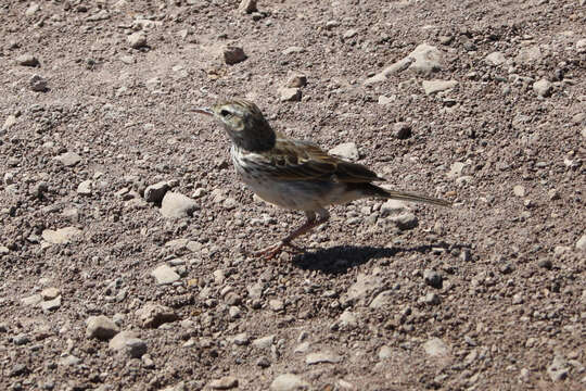 Sivun <i>Anthus berthelotii madeirensis</i> kuva