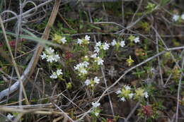 Image of Thymus roegneri K. Koch