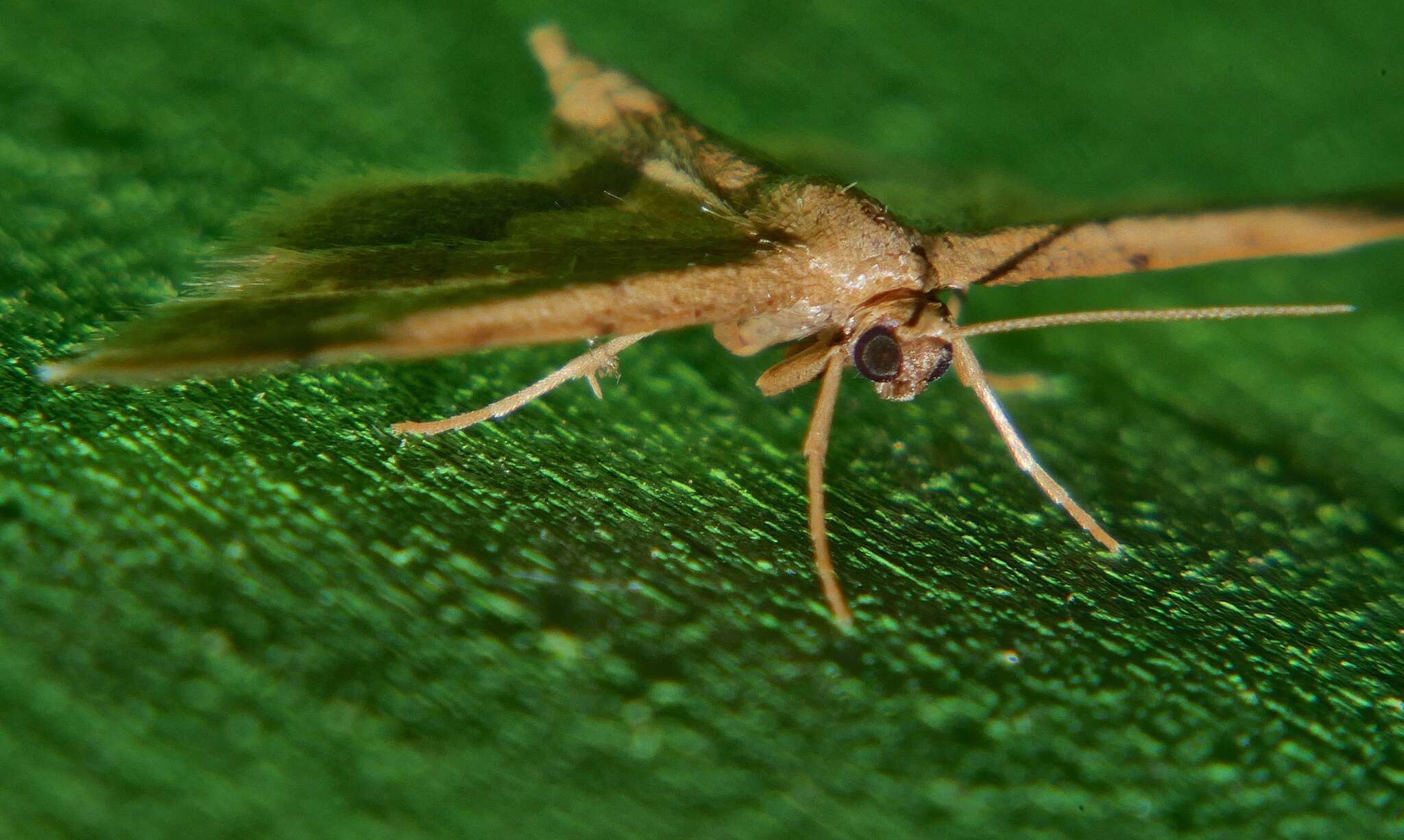 Image of Idaea trypheropa Meyrick 1889