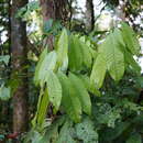 Image of Talisia nervosa Radlk.