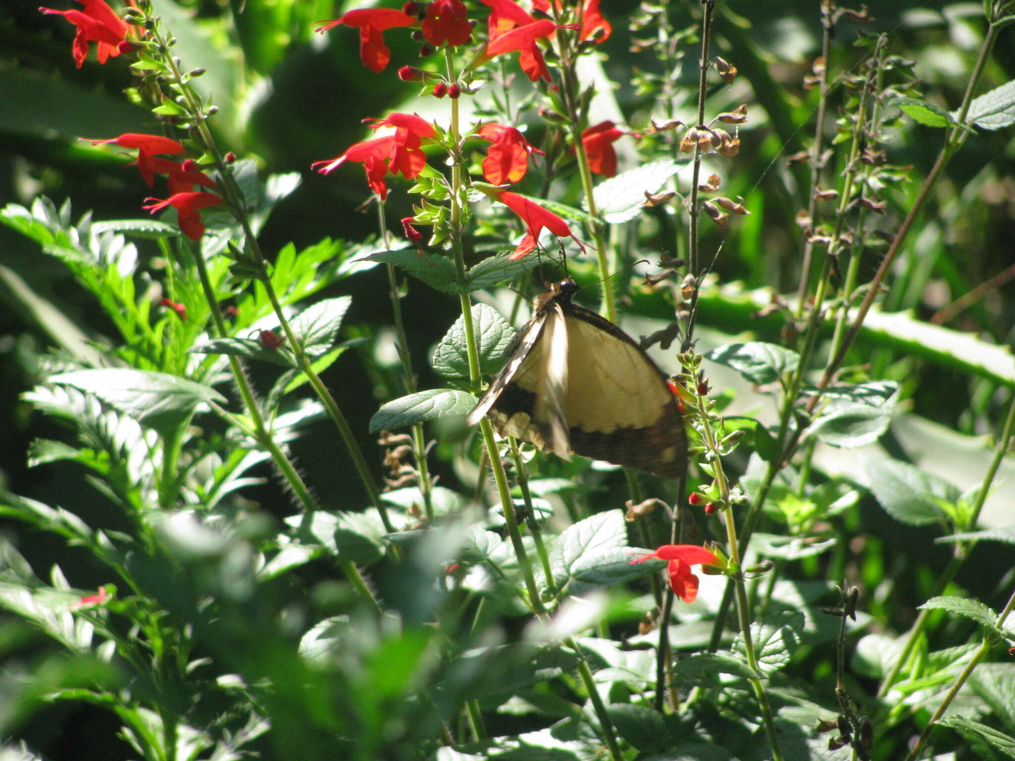 Image of African Swallowtail