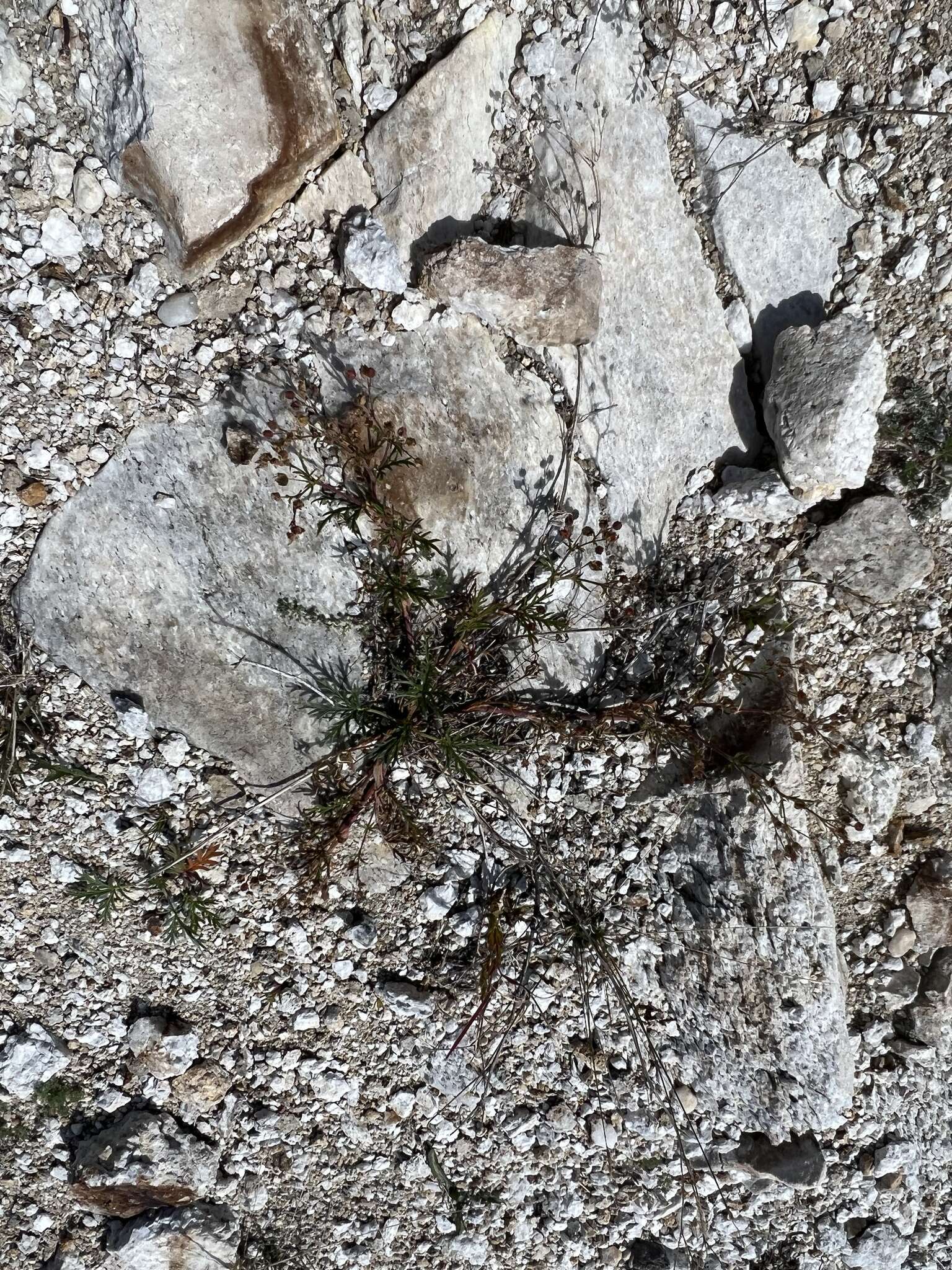 Image of Potentilla multifida var. ornithopoda Wolf